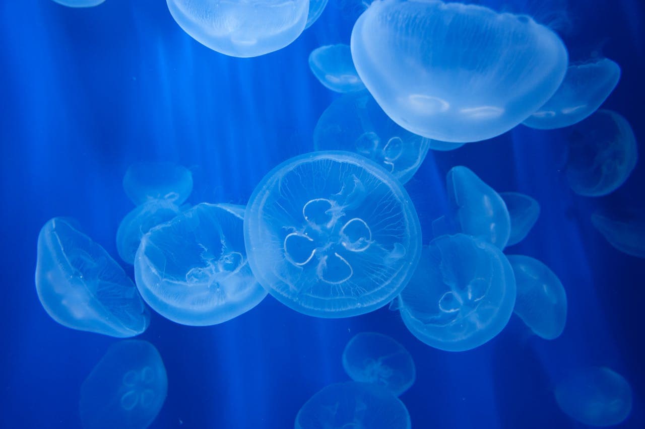 Aquarium of Genoa Ticket - تصویر 4