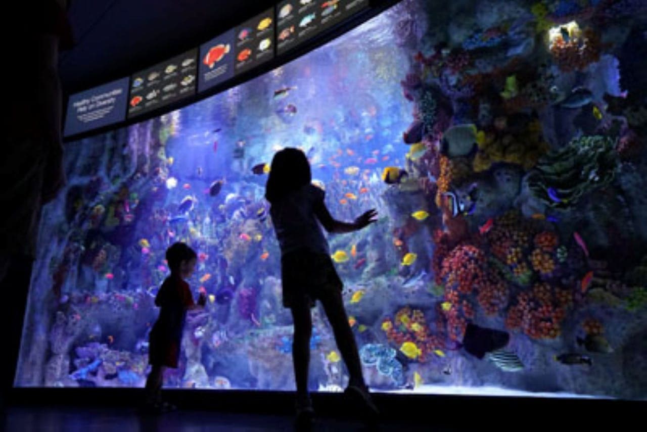 New England Aquarium Ticket - تصویر 3