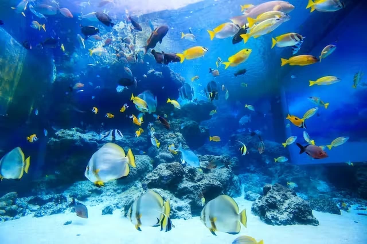 Okinawa Churaumi Aquarium Ticket - تصویر 5