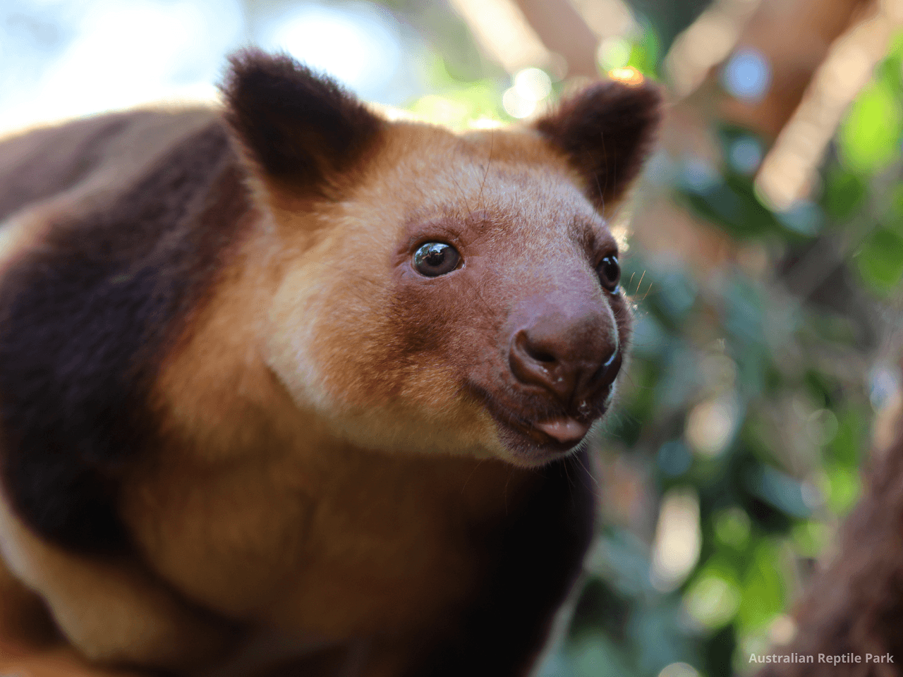 Australian Reptile Park - تصویر 47