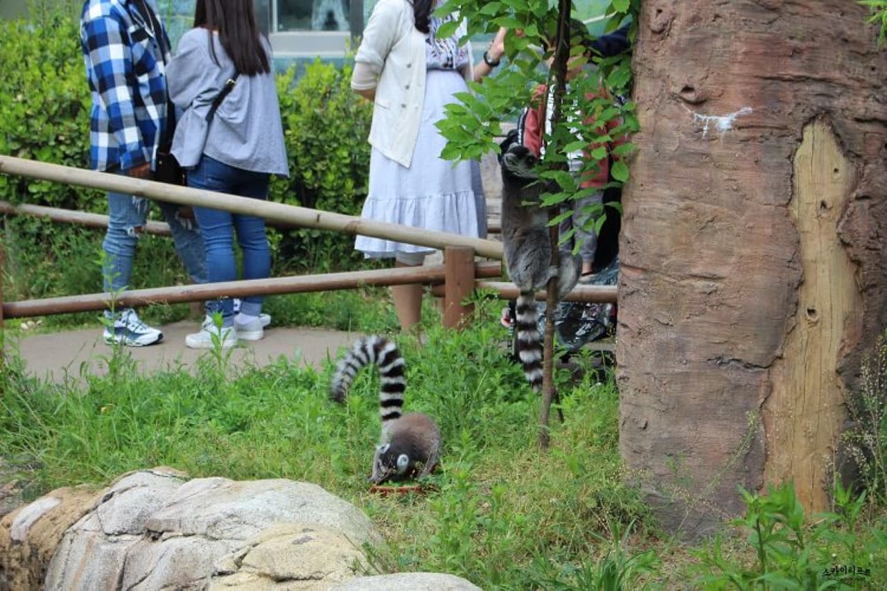 Seoul Land Theme Park - تصویر 8