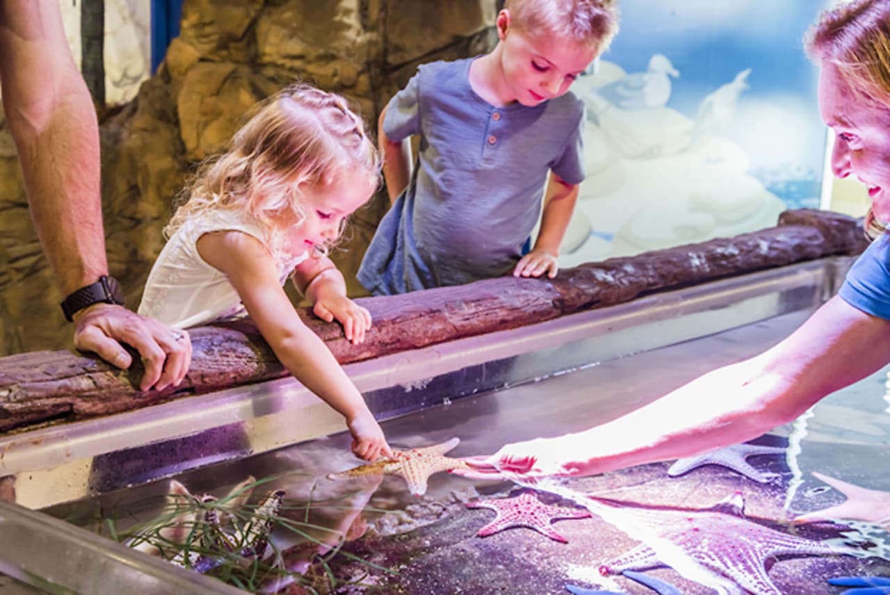SEA LIFE Sunshine Coast Aquarium Direct Entry Ticket - تصویر 2