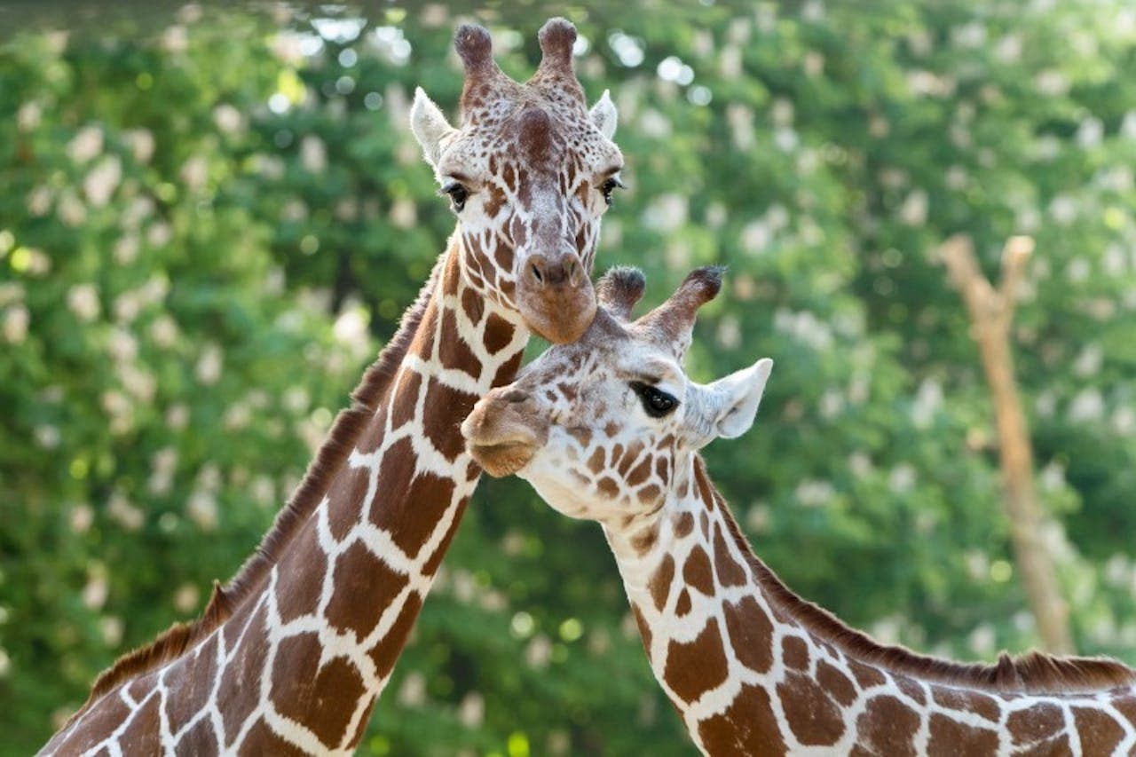 Schonbrunn Zoo - تصویر اصلی