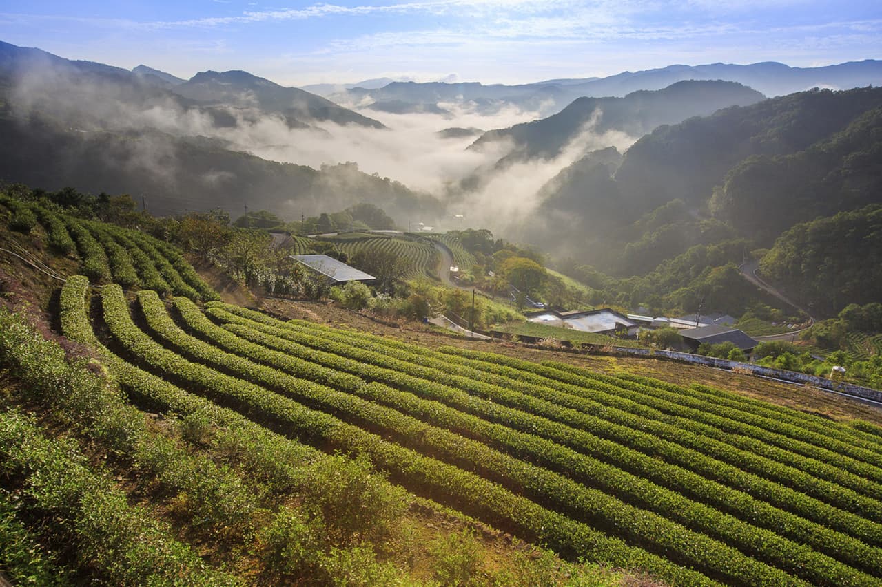 Thousand Island Lake and Pinglin Tea Plantation Tour - تصویر 2