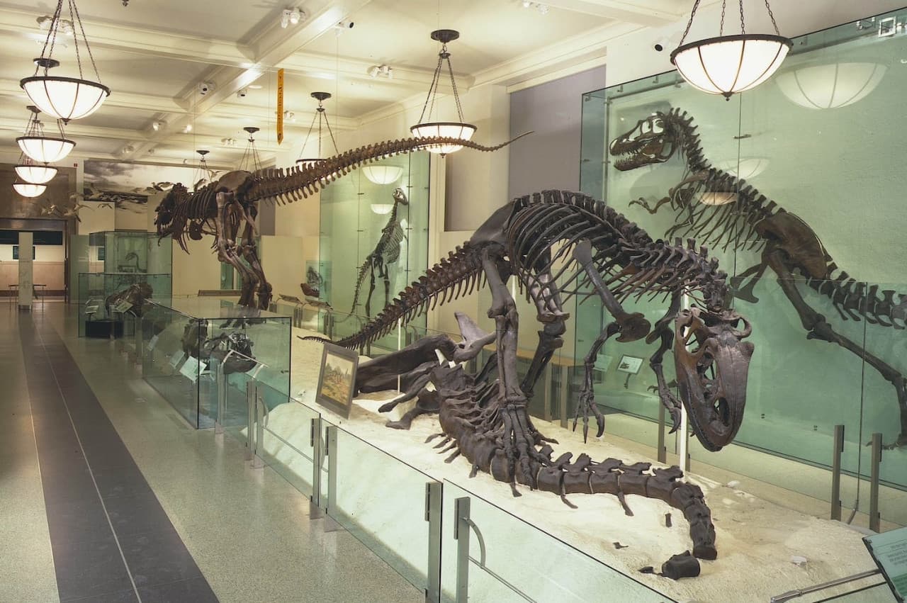 American Museum of Natural History Ticket - تصویر 12