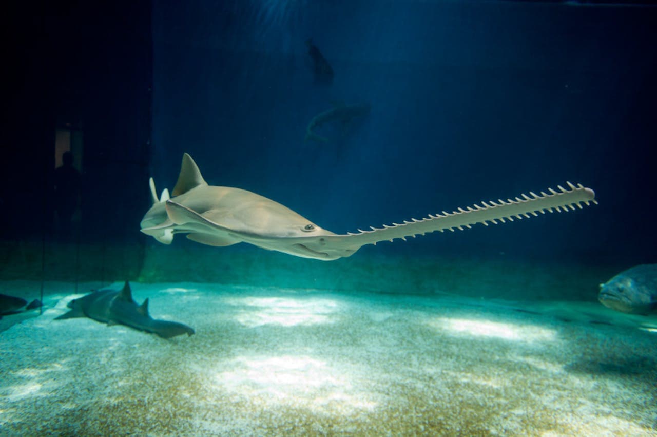 Aquarium of Genoa Ticket - تصویر 7