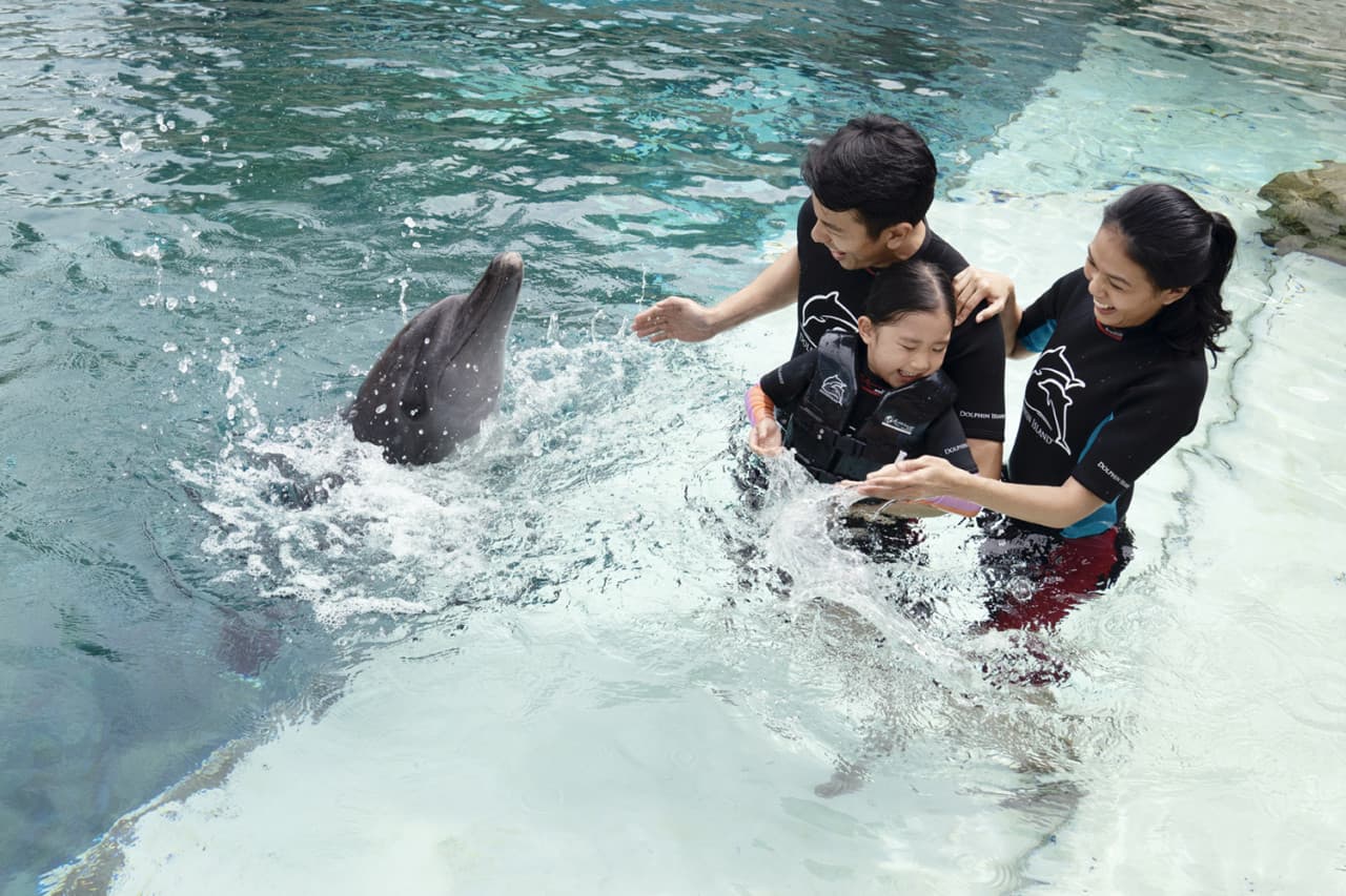 Dolphin Experiences at Marine Mammal Habitat Sentosa - تصویر 3