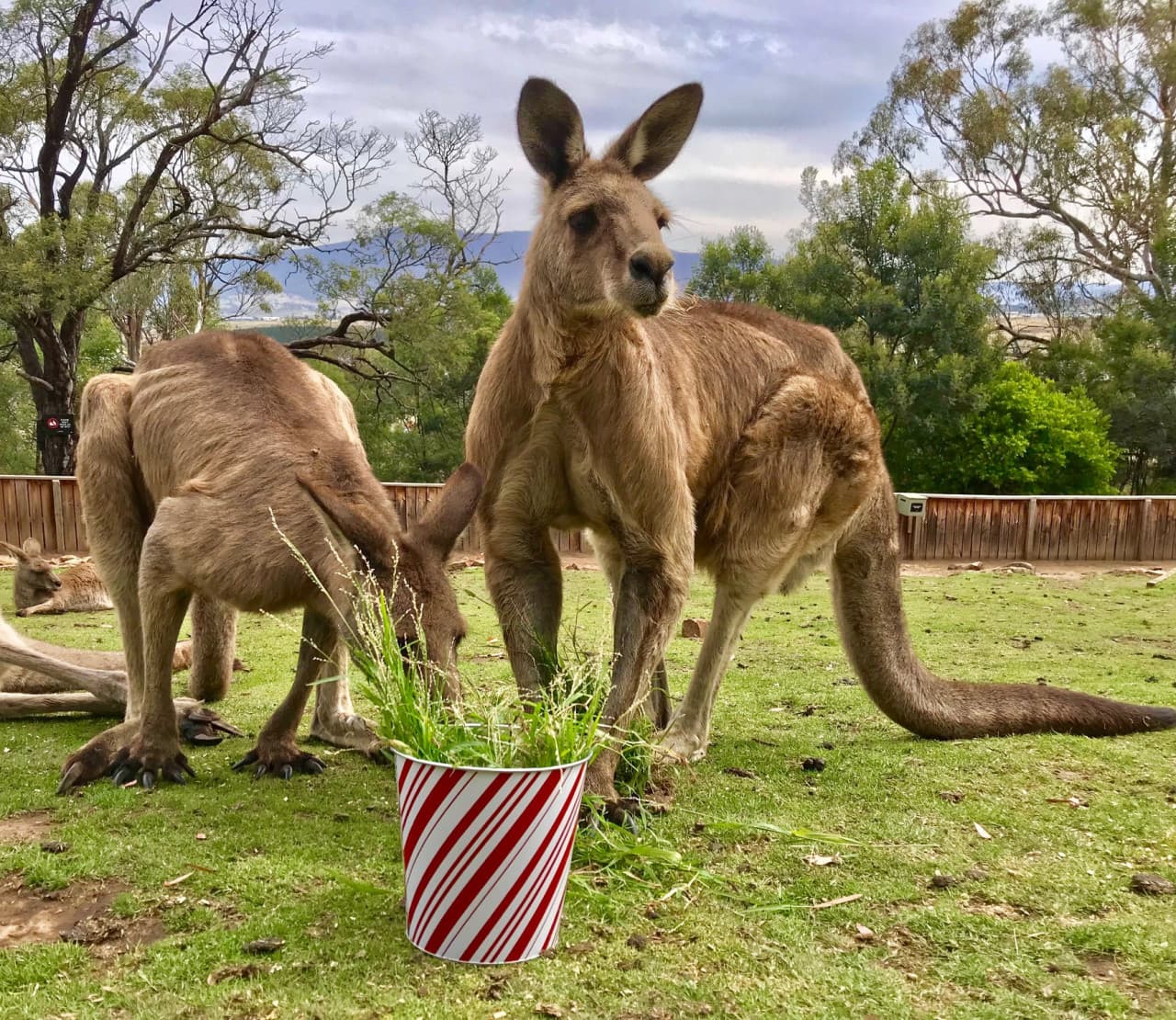 Bonorong Wildlife Sanctuary and Hobart City Tour - تصویر 3