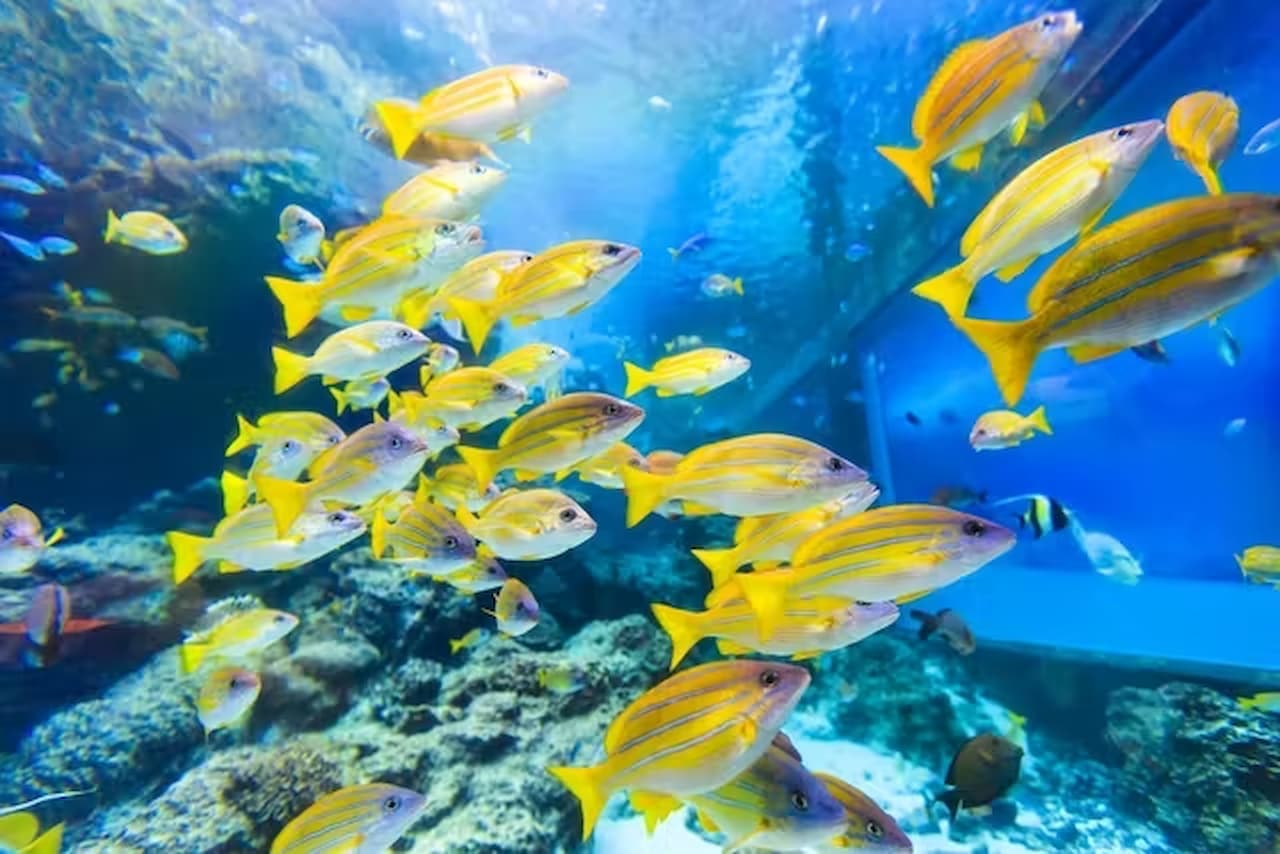 Okinawa Churaumi Aquarium Ticket - تصویر 6