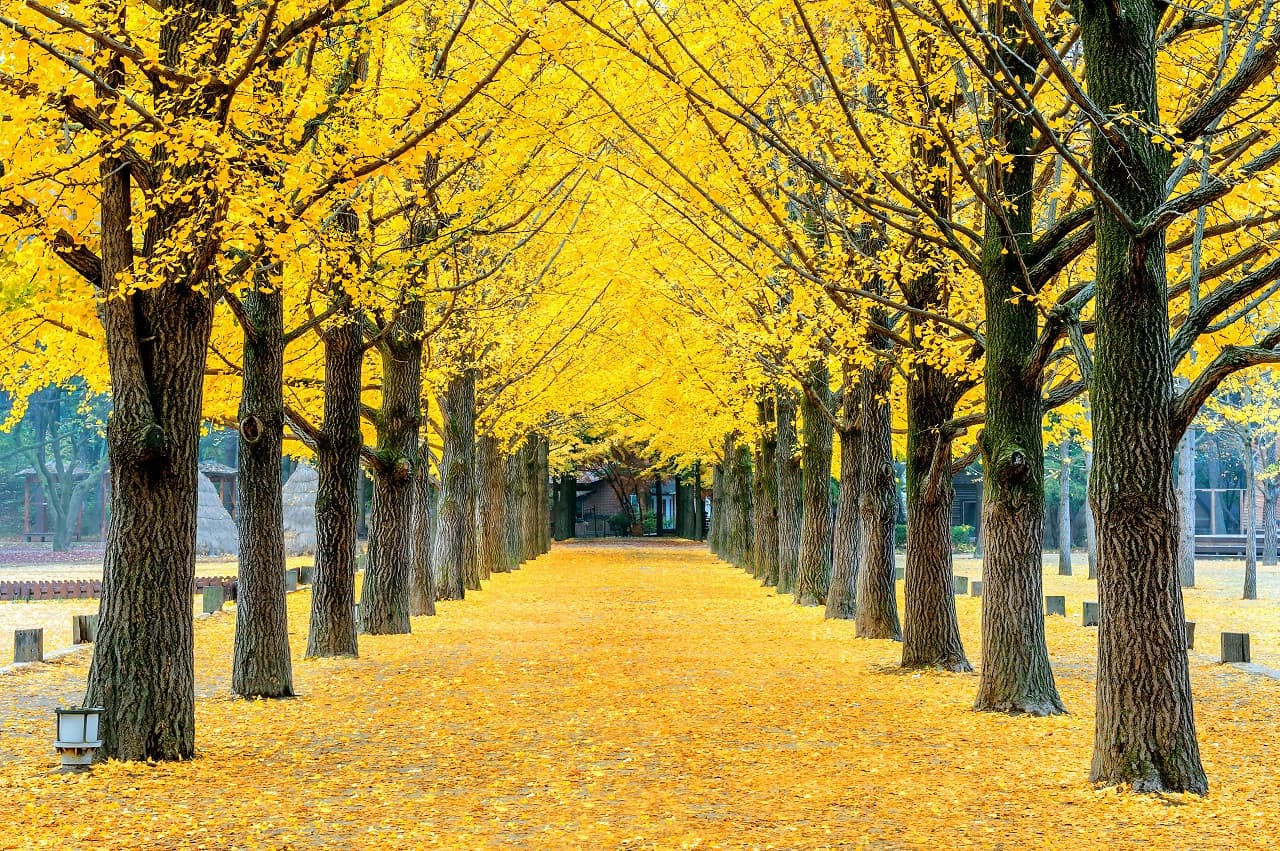 Nami Island, Petite France, Italian Village, and Gangchon Rail Bike Tour from Seoul - تصویر 2
