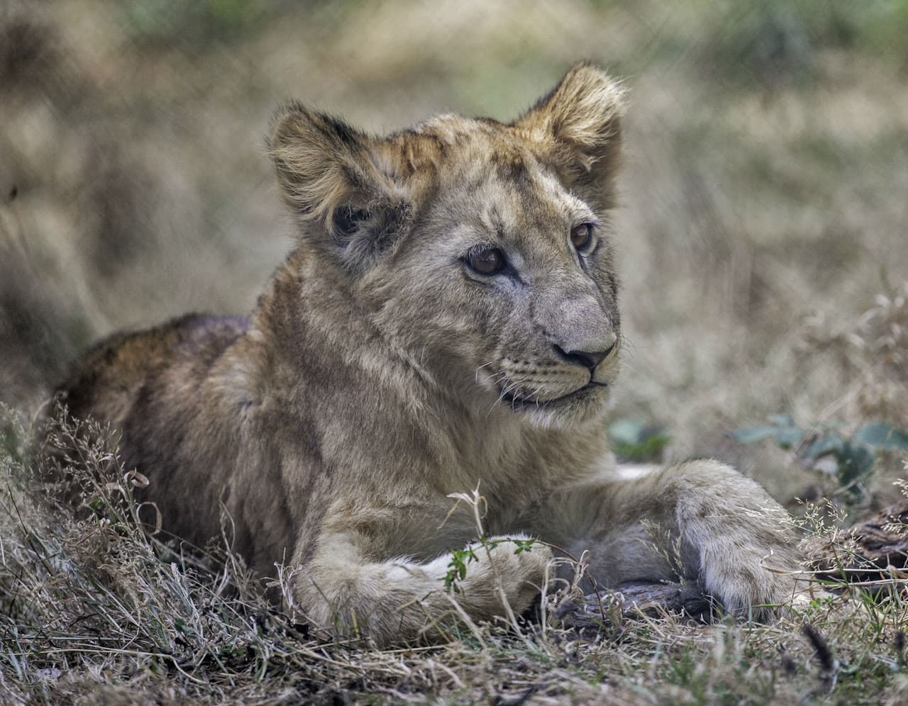 Thoiry ZooSafari: Skip The Line - تصویر 5