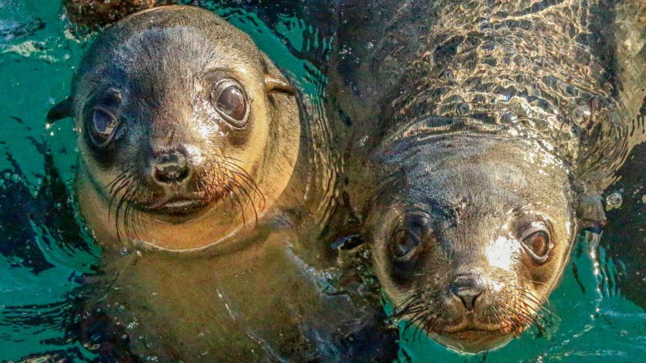 Phillip Island Seal Watching Cruise - تصویر 2