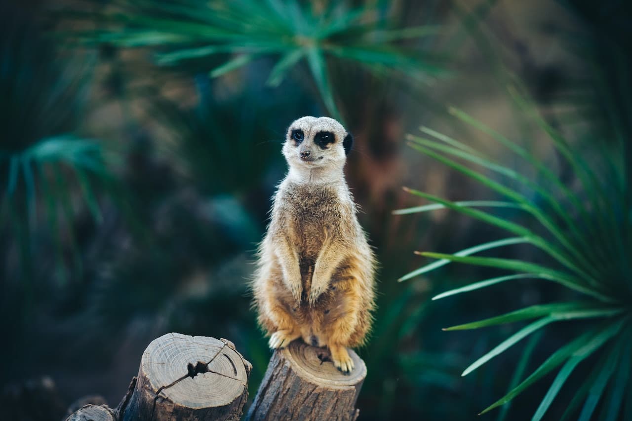 Barcelona Zoo - تصویر 3