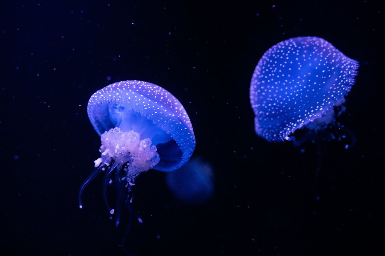 Oceanário de Lisboa Ticket - تصویر 12