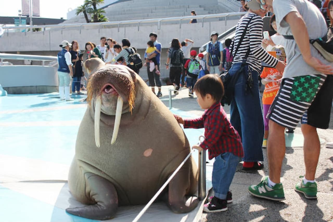 Oita Marine Palace Aquarium Umitamago Ticket - تصویر 5