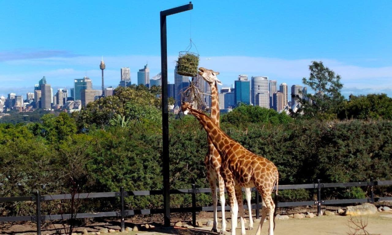 Taronga Zoo Ticket with Optional Round Trip Ferry - تصویر 12