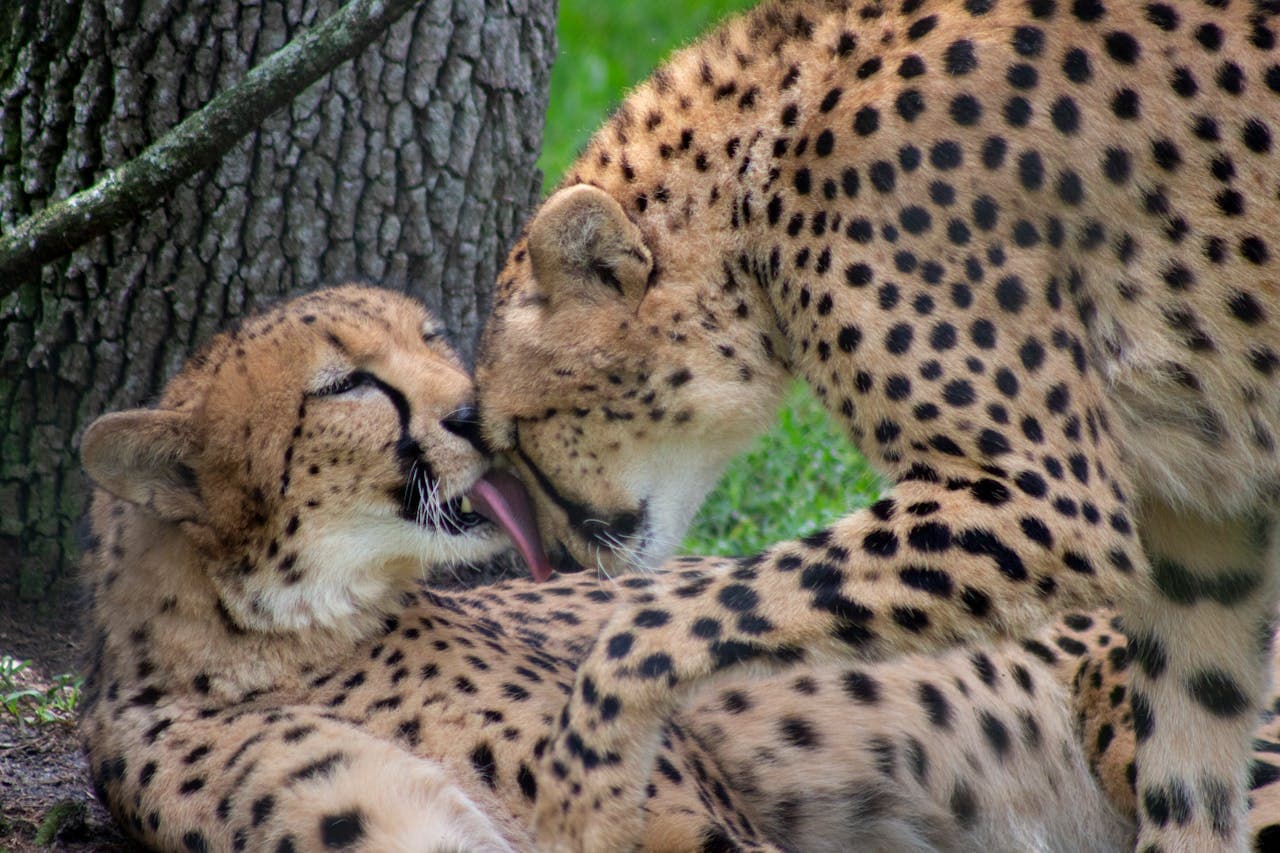 Central Florida Zoo & Botanical Gardens Ticket - تصویر 4