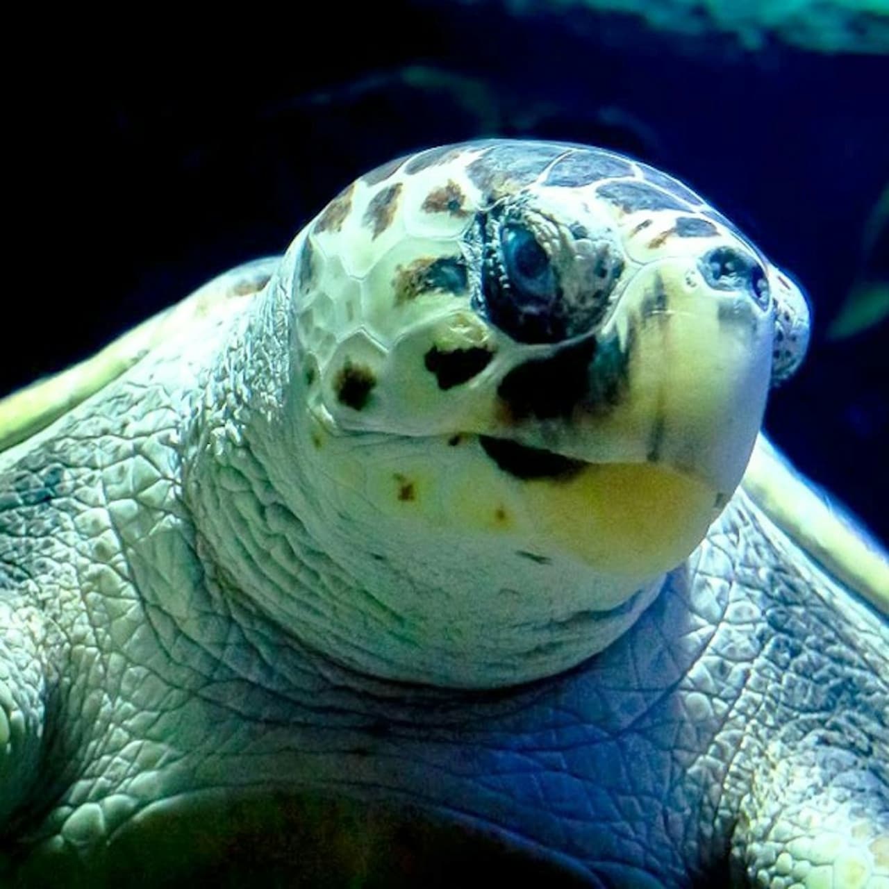 Lanzarote Aquarium Ticket - تصویر اصلی