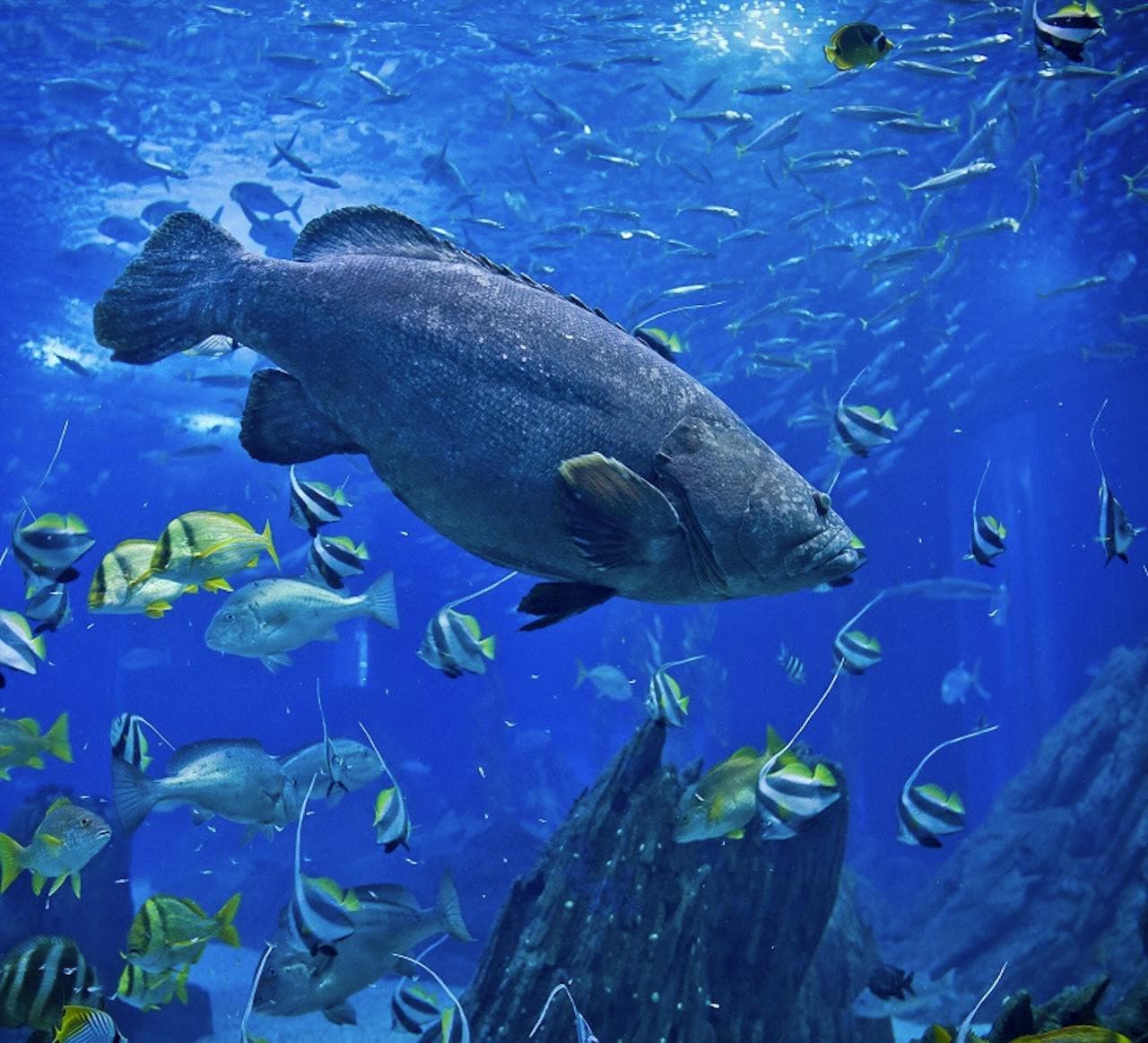 Oceanário de Lisboa Ticket - تصویر 4