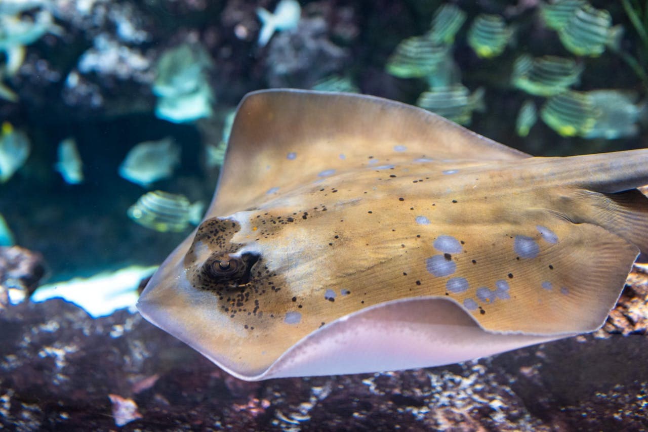 Seattle Aquarium Ticket - تصویر 4