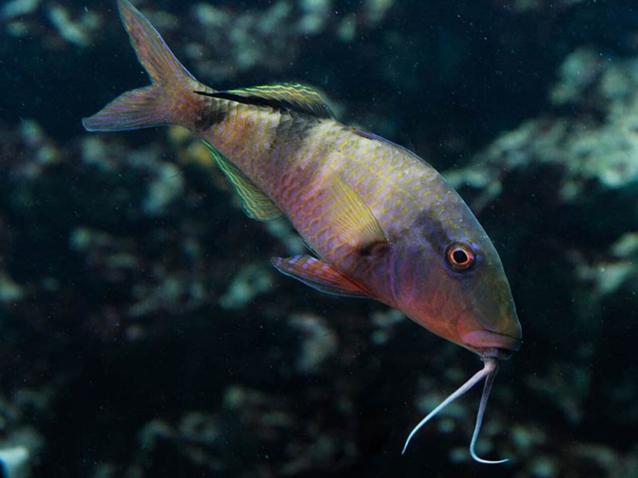 Okinawa Miyakojima Undersea Park - تصویر 10