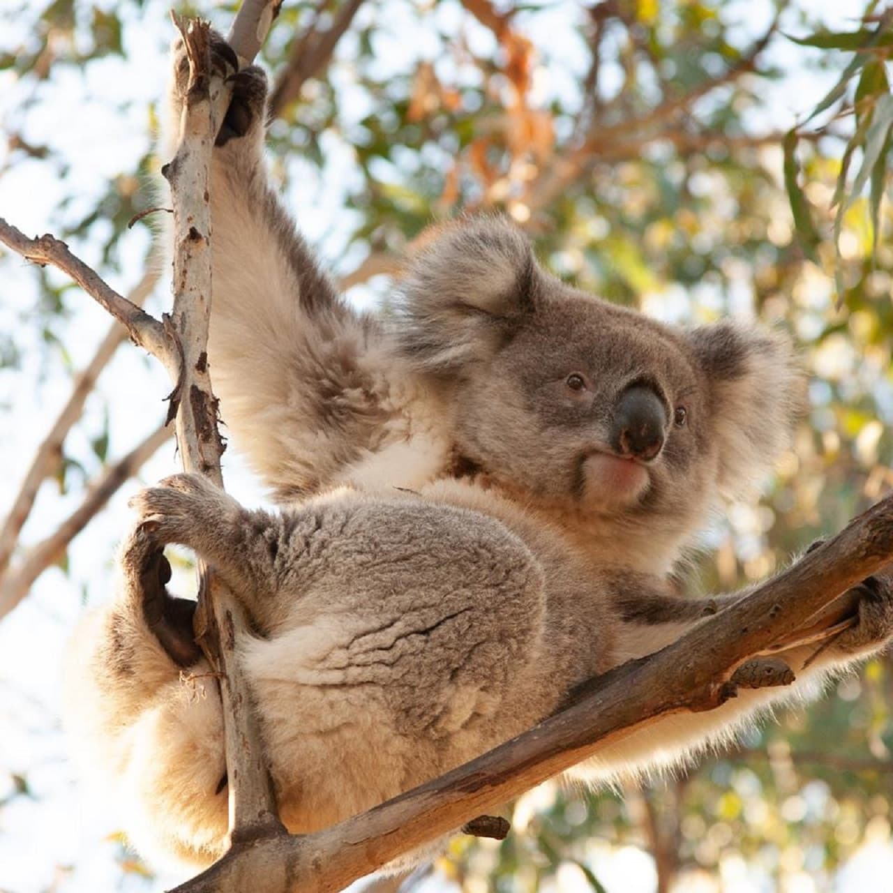 Phillip Island Nature Parks - Three-Park Pass - تصویر 8