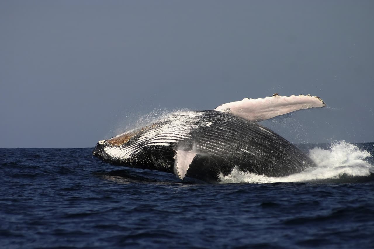 Sydney Whale Watching Cruise with Breakfast or Lunch with Sydney Princess Cruises - تصویر 7