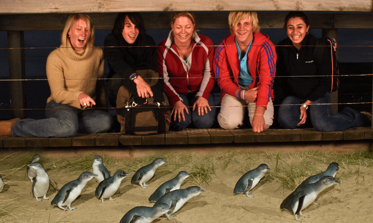 Melbourne City Discovery Tour with Penguin Parade - تصویر 2