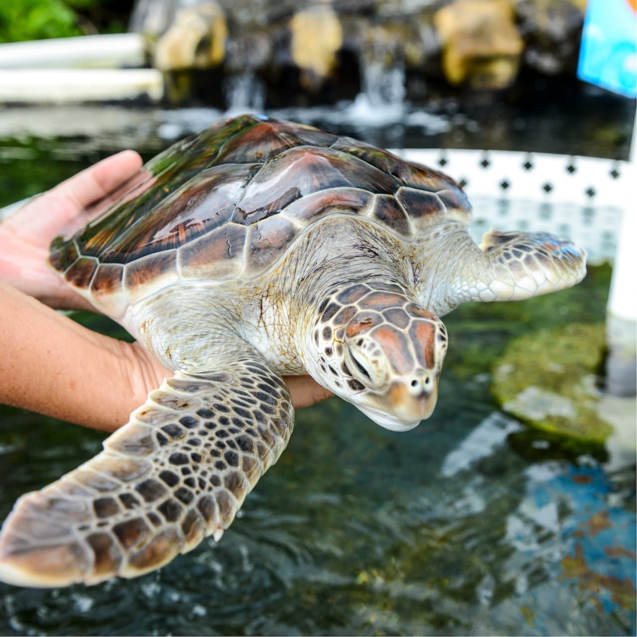 Sea Life Park Hawaii - تصویر 2