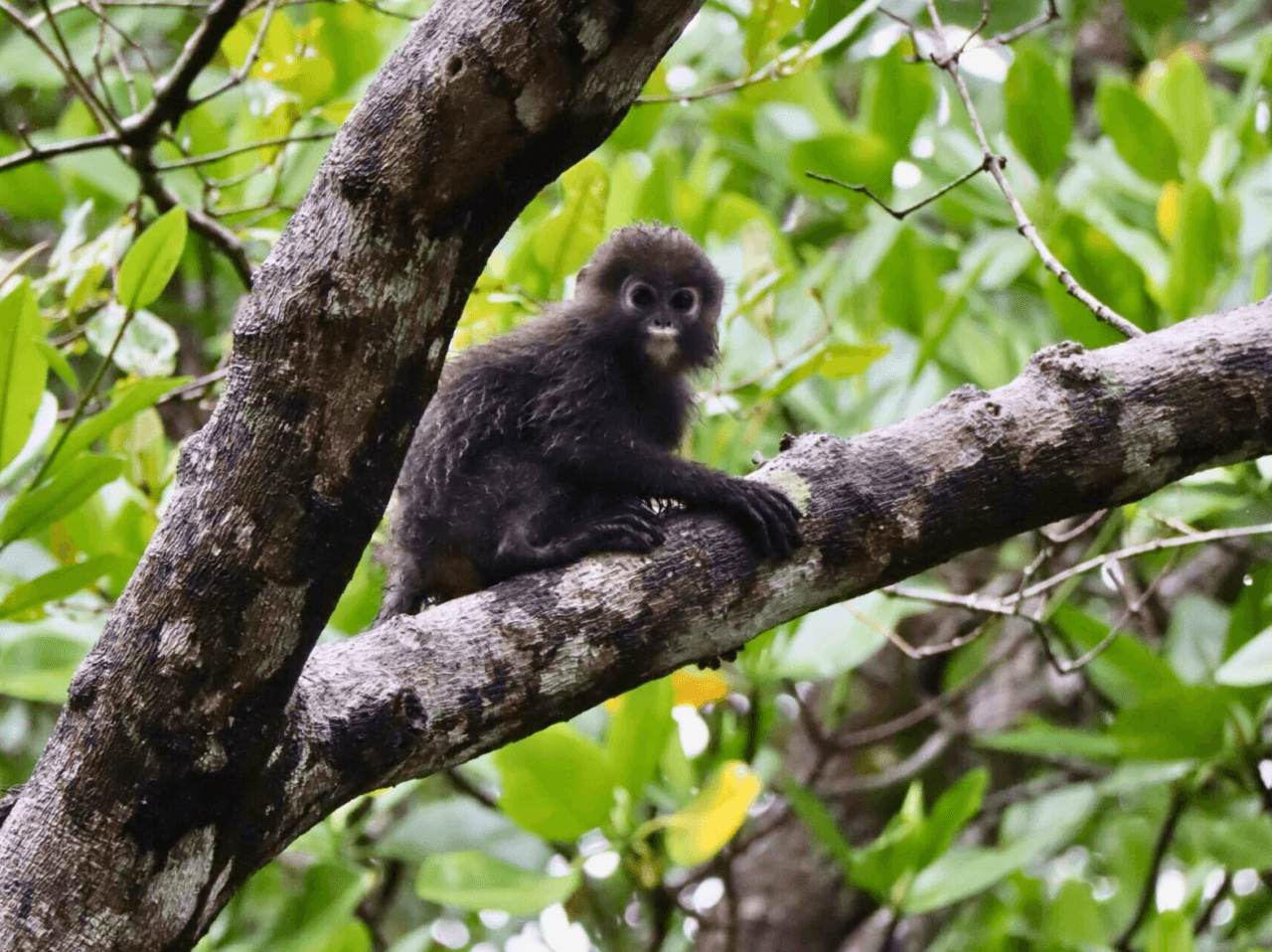 Langkawi Hiking Mount Matchinchang Geoforest Park - تصویر اصلی