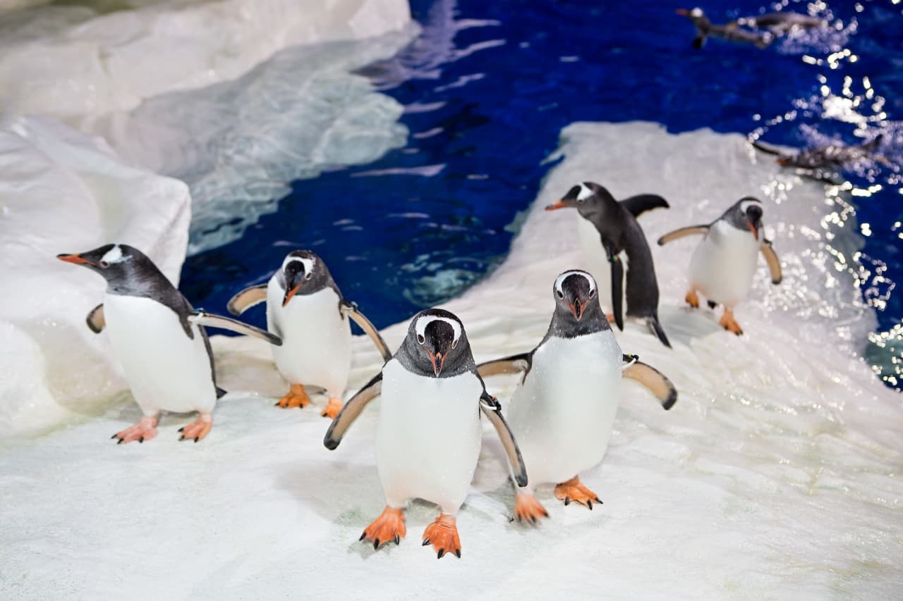 SEA LIFE Kelly Tarlton's Aquarium Ticket - تصویر اصلی