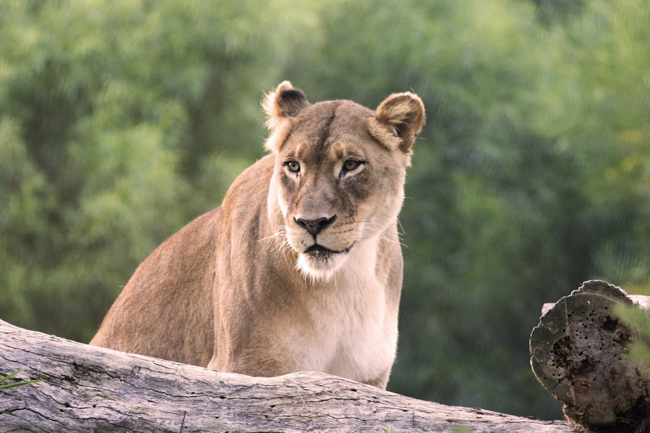 San Diego Zoo Safari Park Ticket - تصویر 3