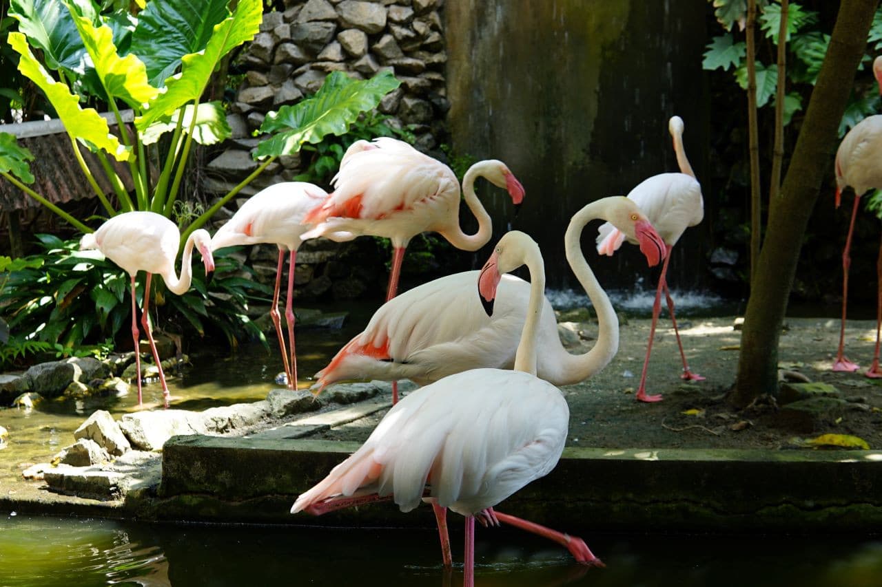 Penang Bird Park - تصویر اصلی