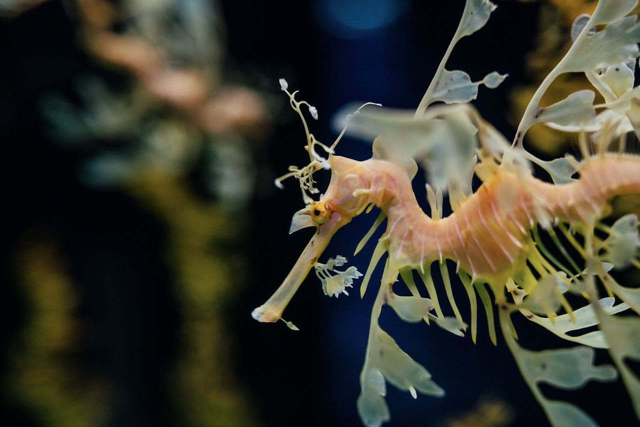 Oceanário de Lisboa Ticket - تصویر 13