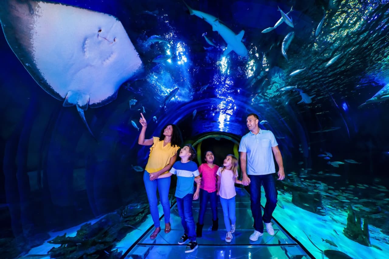 SEA LIFE Orlando Aquarium Ticket - تصویر اصلی