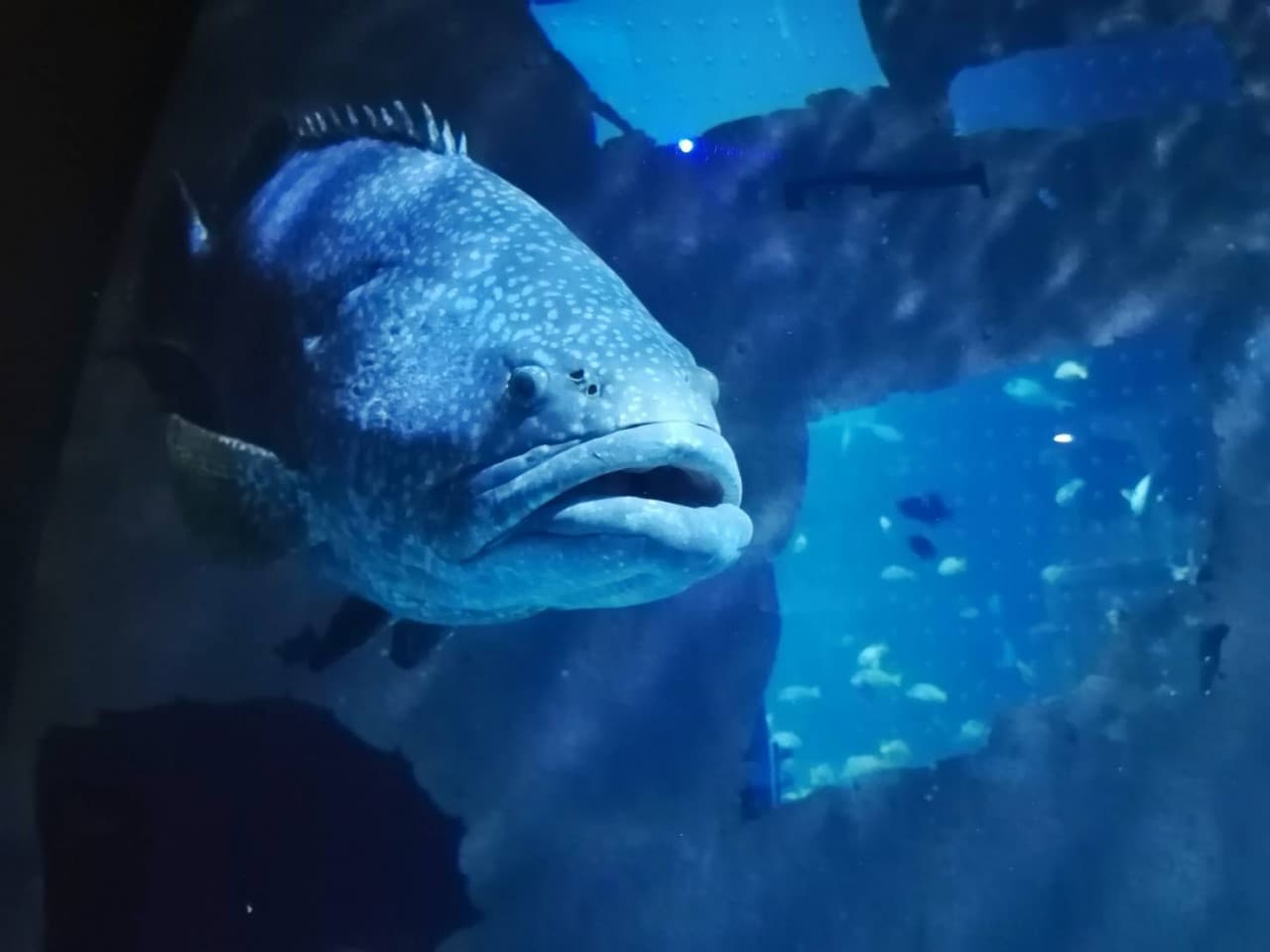 Aquaria Phuket - تصویر 2