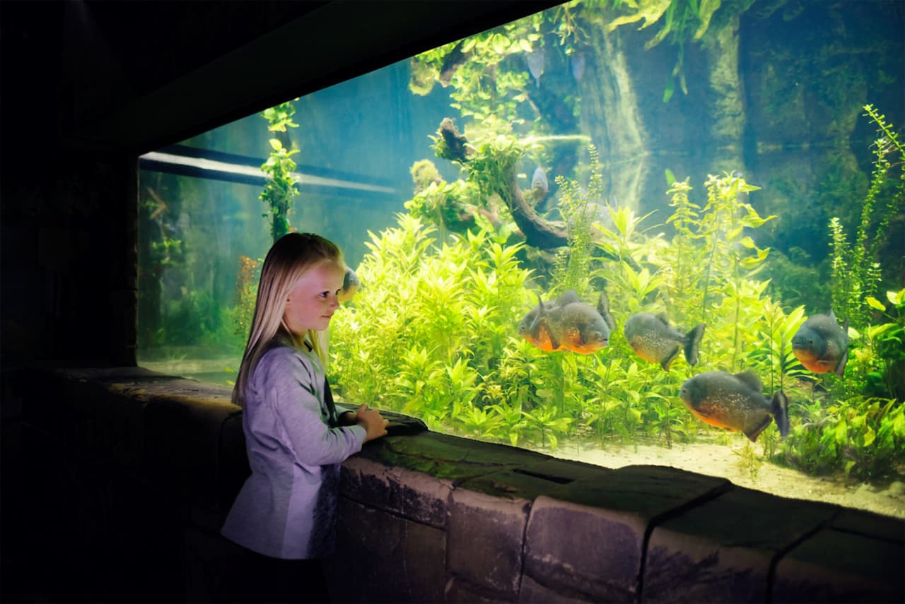 SEA LIFE Konstanz Aquarium Ticket - تصویر 7