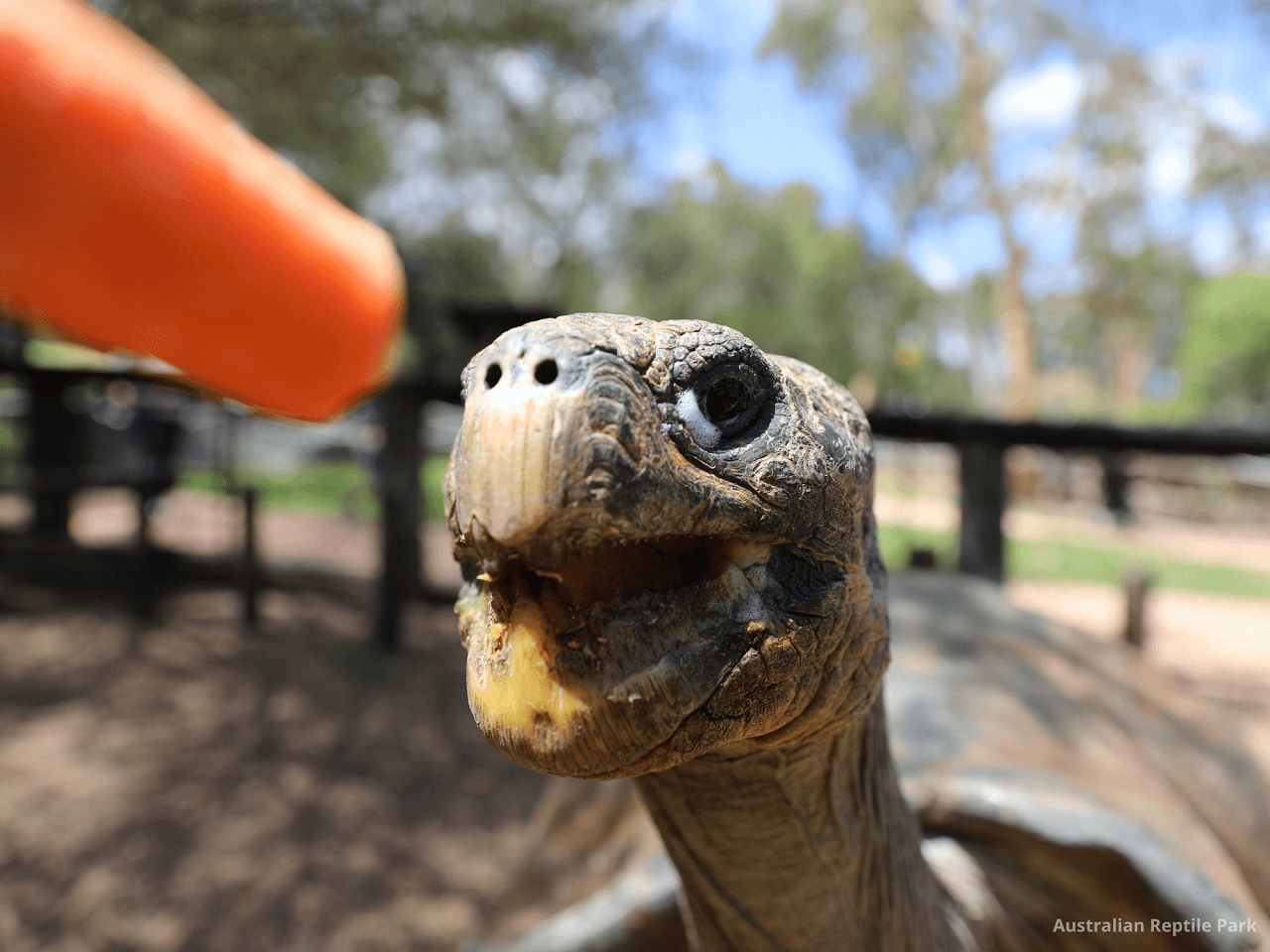 Australian Reptile Park - تصویر 12