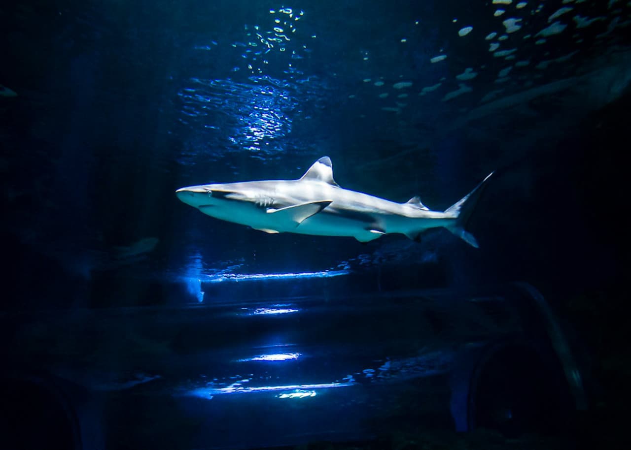 Lanzarote Aquarium Ticket - تصویر 10