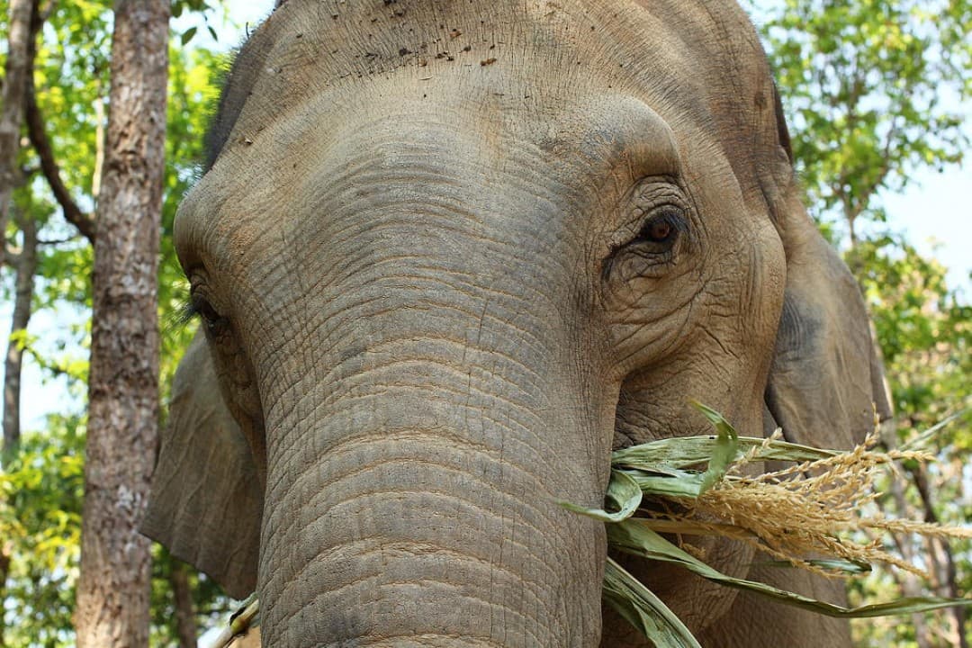 Elephant Jungle Sanctuary Chiang Mai - تصویر 6