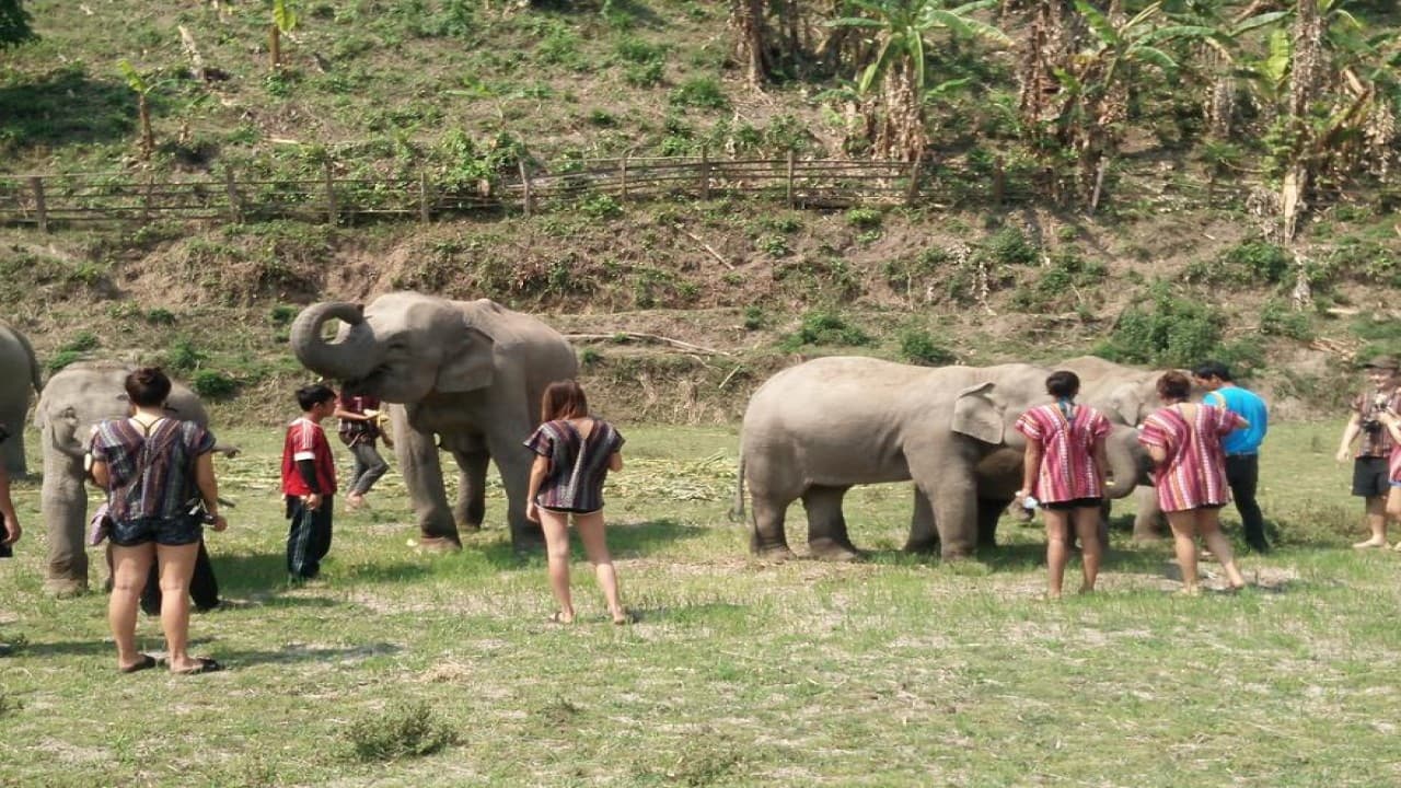 Elephant Jungle Sanctuary Chiang Mai - تصویر 10
