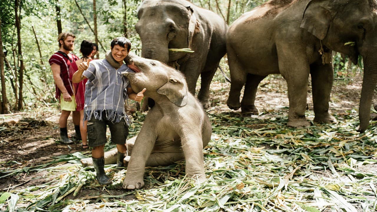 Elephant Jungle Sanctuary Chiang Mai - تصویر 9