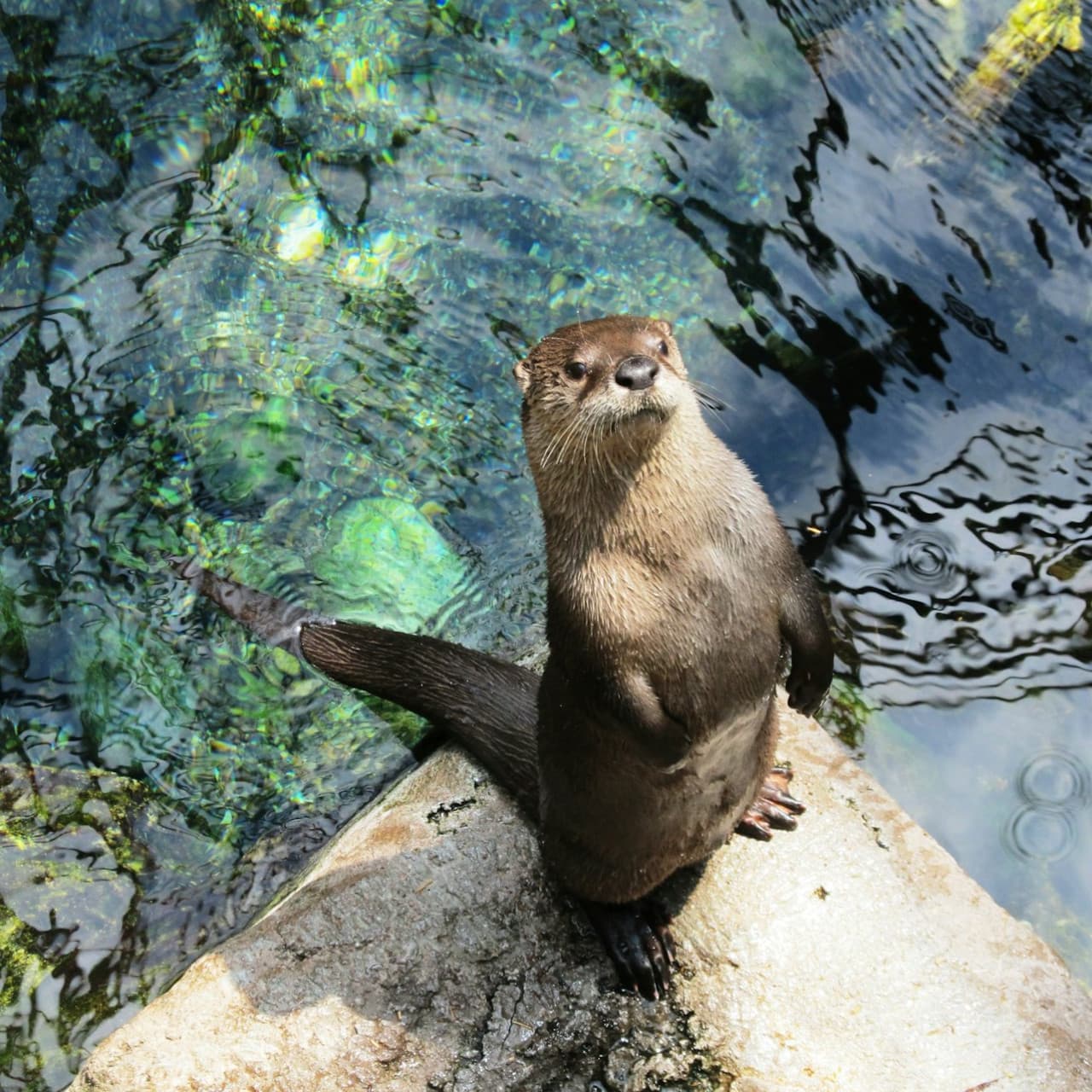 Downtown Aquarium Denver Ticket - تصویر 8