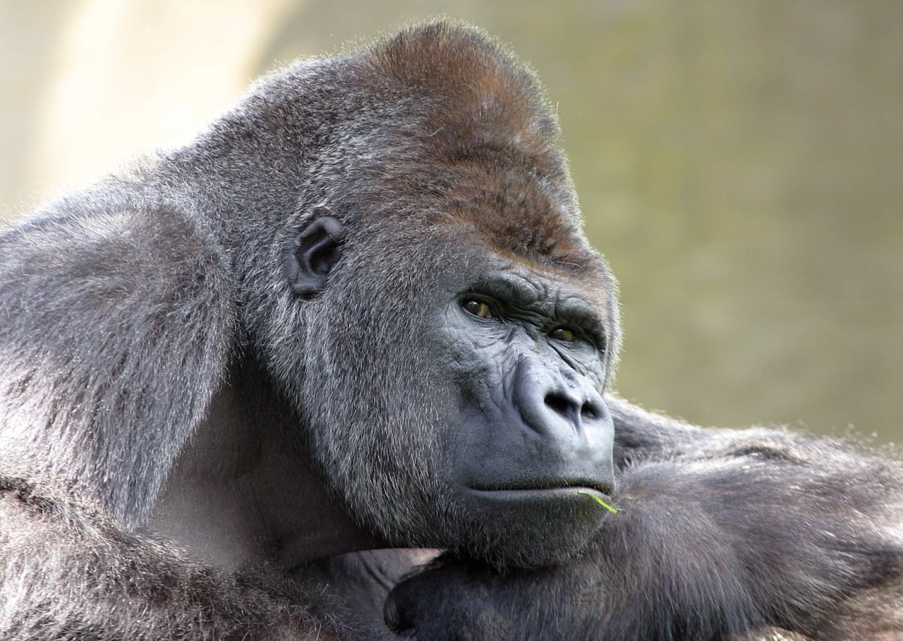 ARTIS Royal Zoo - تصویر 9
