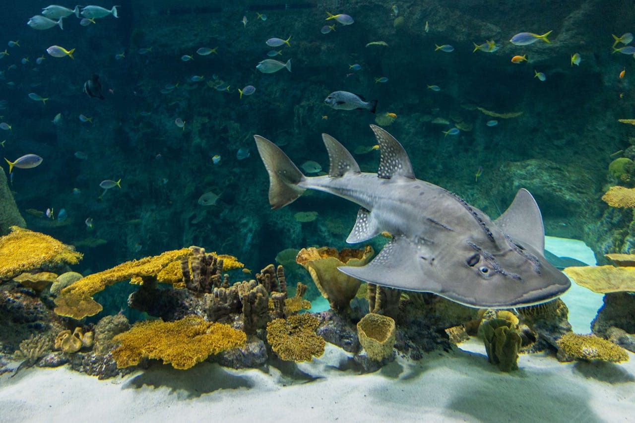 Seattle Aquarium Ticket - تصویر 6