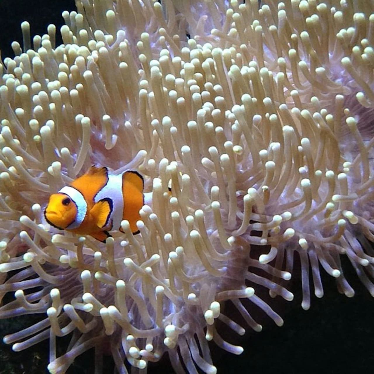 Lanzarote Aquarium Ticket - تصویر 2