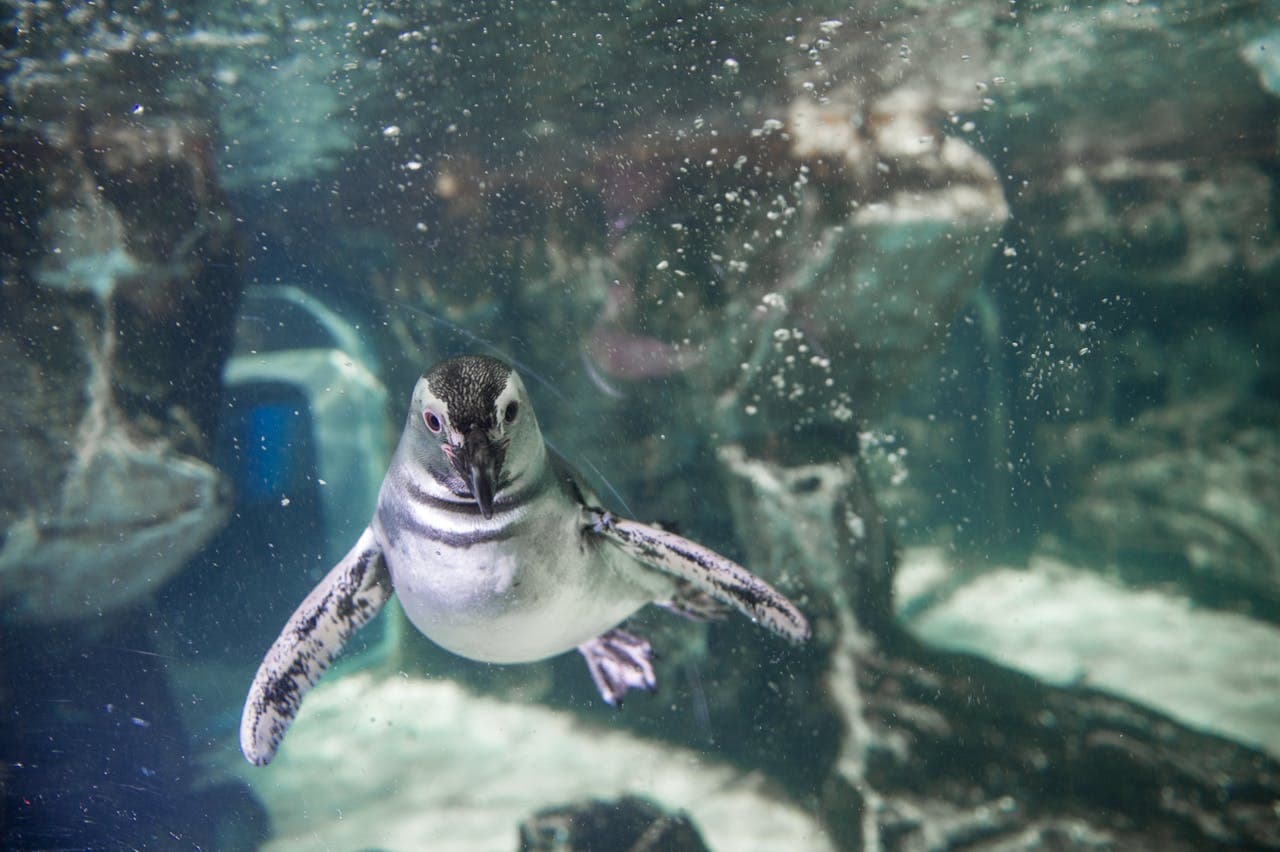 Aquarium of Genoa Ticket - تصویر 3