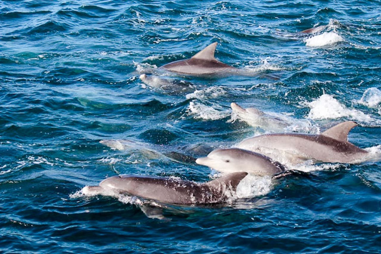 Dolphin Watching Experience in Amakusa - تصویر 4
