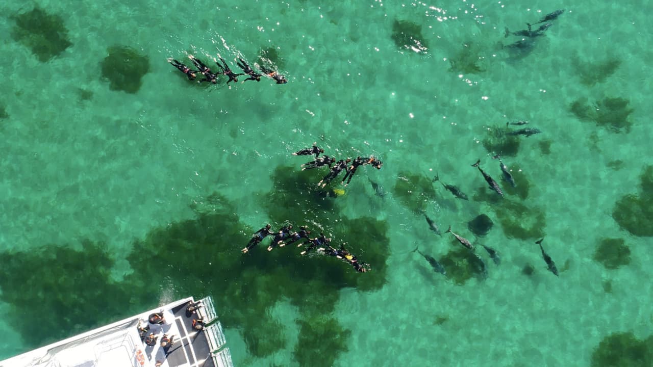 Swim with Wild Dolphins Experience at Rockingham - تصویر 4
