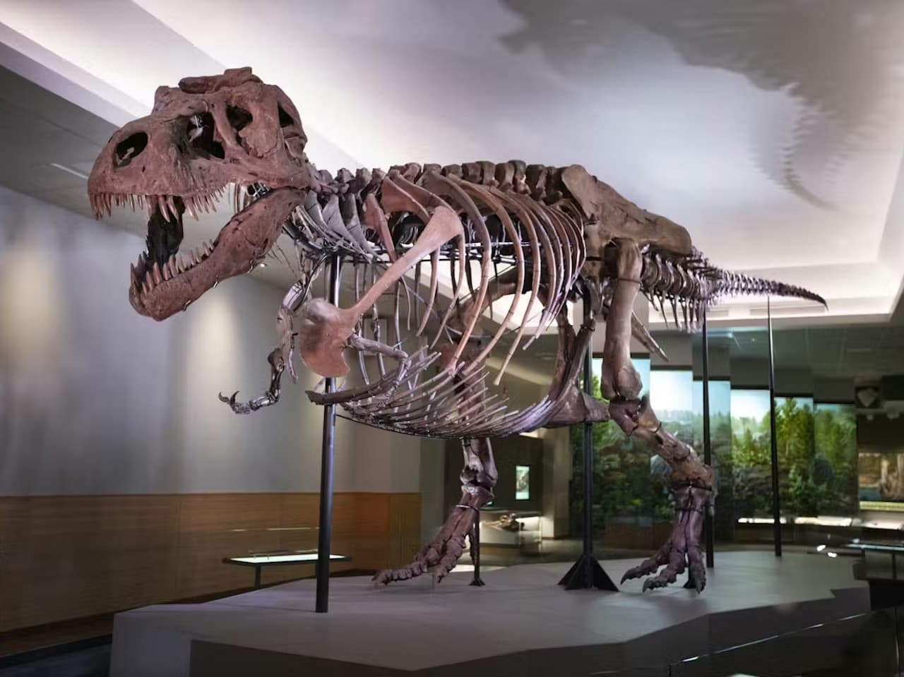 The Field Museum of Natural History Ticket - تصویر اصلی